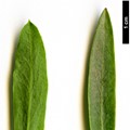 SpeciesSub: subsp. mauritanica